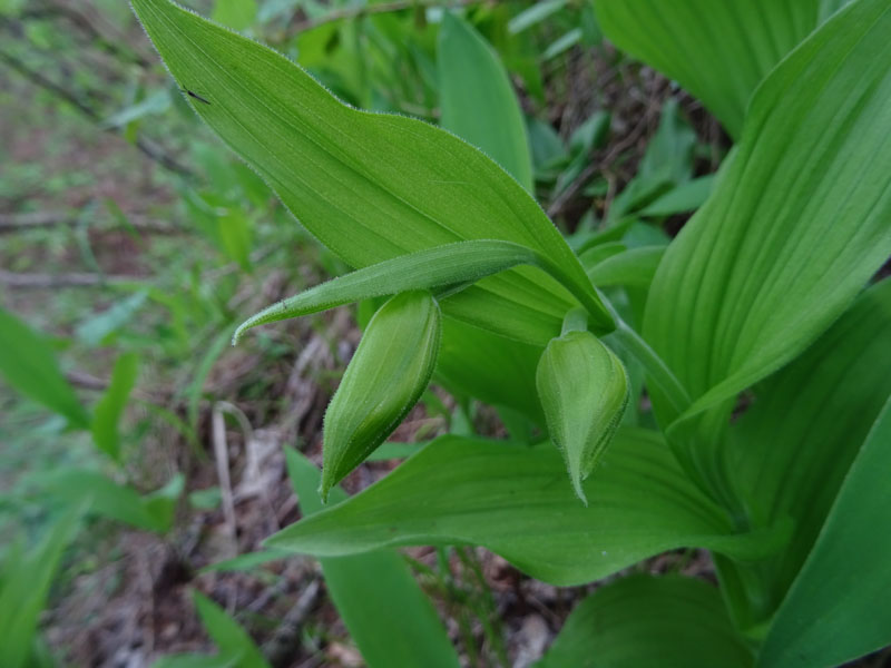 Cypripedium calceolus